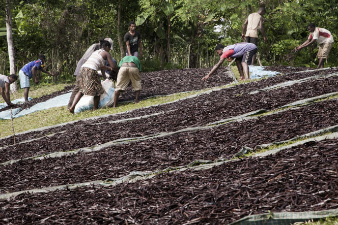 Image à la une de Crise de la vanille à Madagascar, où des centaines de tonnes de gousses invendues s’accumulent