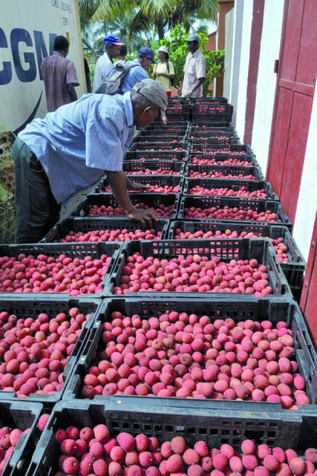 Image à la une de Ouverture de la campagne de litchis - Les opérateurs de l’Atsinanana dans les starting-blocks