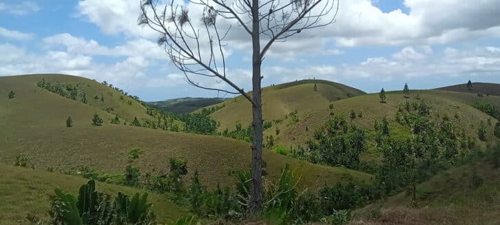 Image à la une de ENVIRONNEMENT – Cent mille hectares de forêts disparaissent chaque année