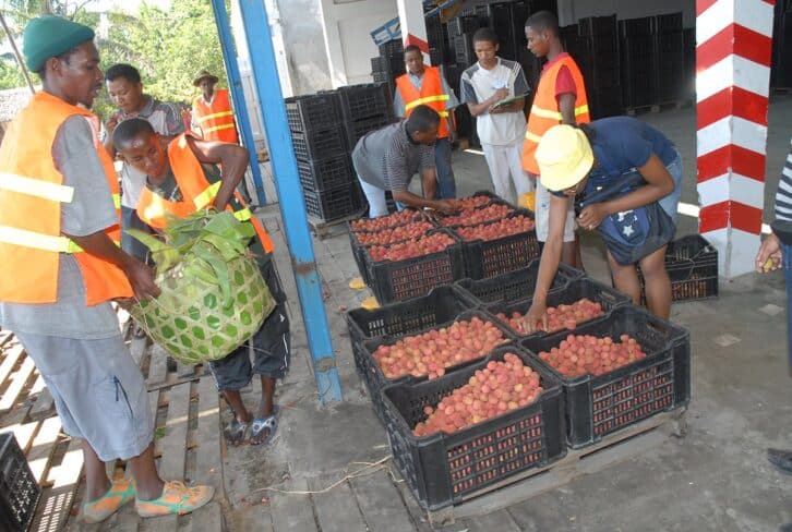 Image à la une de CAMPAGNE DE LITCHI  –   Plusieurs milliers d’emplois saisonniers