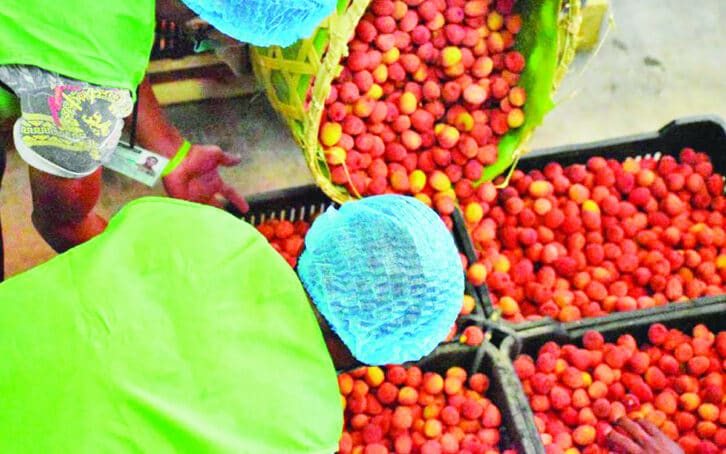 Image à la une de EXPORTATION – La campagne de litchi s’ouvre sur fond d’optimisme