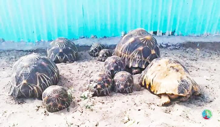 Image à la une de TRAFIC DE TORTUES – Huit personnes en détention provisoire à Androy