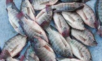 Image à la une de Pisciculture : Des formations gratuites dans la région Diana