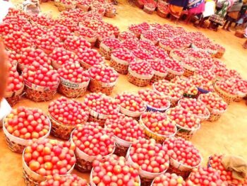 Image à la une de Andina-Ambositra – Collecte de tomates : Surproduction, les producteurs voient rouge…