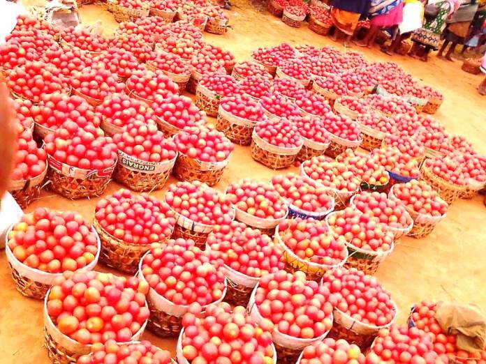 Image à la une de Andina-Ambositra – Collecte de tomates : Surproduction, les producteurs voient rouge…