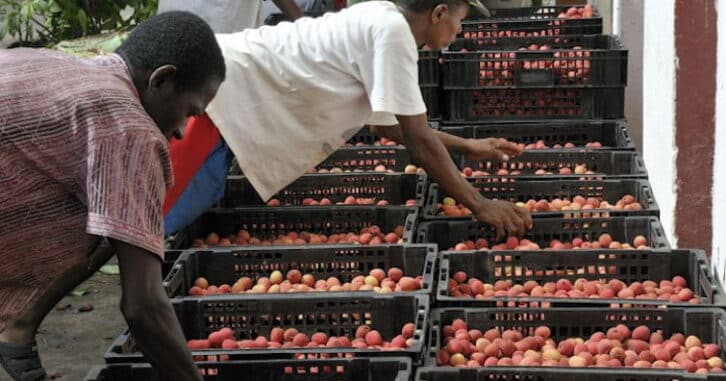 Image à la une de Campagne de litchis : 18.000 tonnes à exporter et 1.170 collecteurs agréés