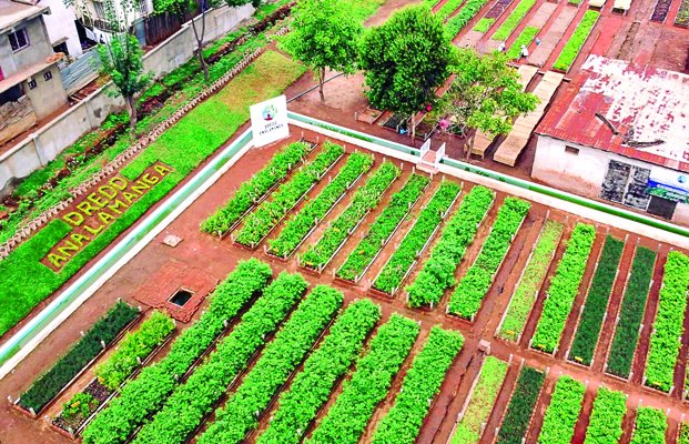 Image à la une de Pépinière d’Analamanga – Production annuelle d’un million de jeunes plants