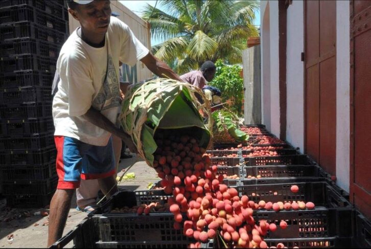Image à la une de EXPORTATION – La campagne de litchi se prépare