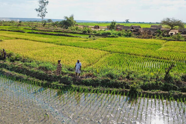 Image à la une de FILIÈRE RIZ –  De meilleures perspectives pour la production rizicole locale