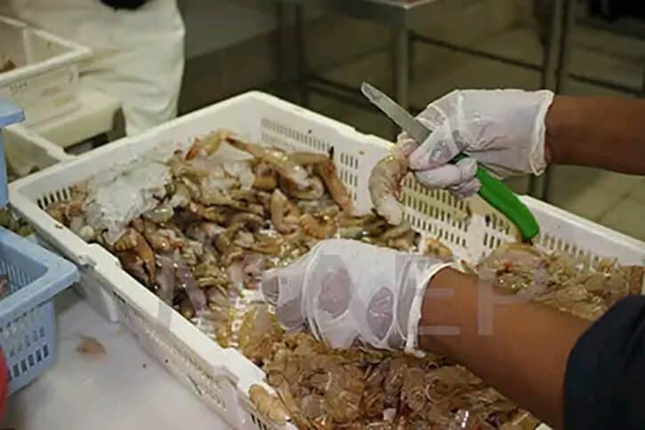 Image à la une de PÊCHE : La crevette de Madagascar fait l’objet de pressions.