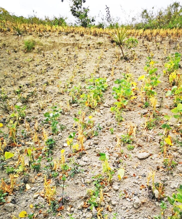 Image à la une de Environnement : Les cultures sèchent sous l’effet d’une chaleur extrême.