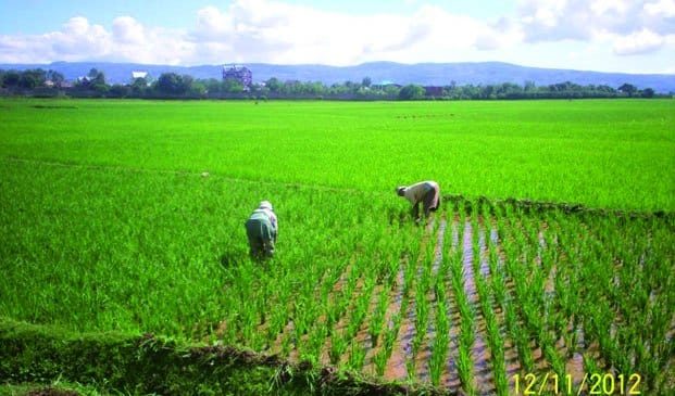 Image à la une de Maladie contagieuse sur le riz à Madagascar – Rien d’alarmant