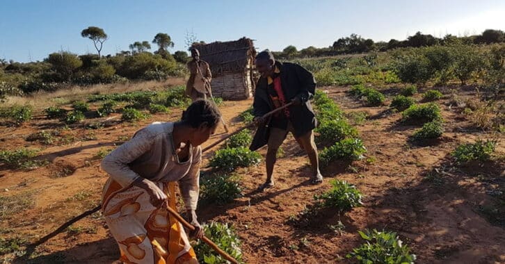 Image à la une de AGRO-ÉCOLOGIE –  Privilégier la qualité à la quantité des semences