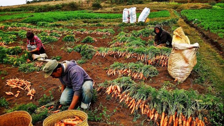 Image à la une de PERSPECTIVE D’AVENIR – Les jeunes encouragés à l’agriculture et l’élevage