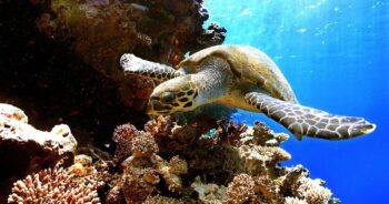 Image à la une de BIODIVERSITÉ – Les fonds du secteur privé sollicités
