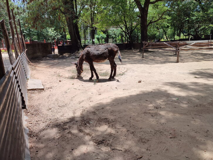 Image à la une de PARC TSIMBAZAZA – L’approvisionnement alimentaire des animaux perturbé