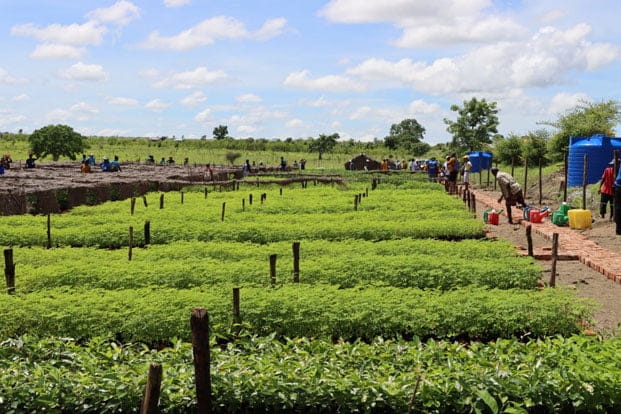 Image à la une de Campagne de reboisement  – 75 000 Ha de surface à couvrir cette année !
