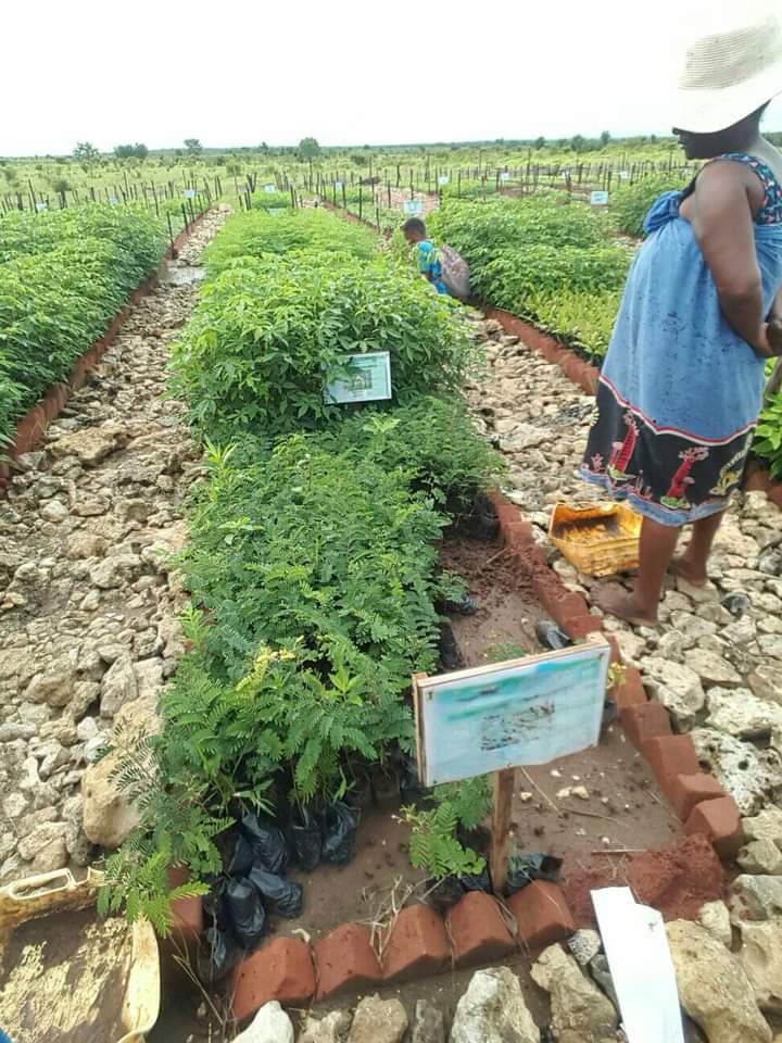 Image à la une de REFORESTATION – Six mille hectares à reboiser dans le Boeny