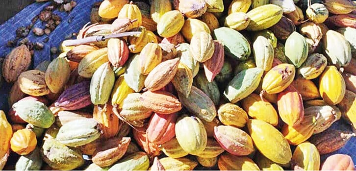 Image à la une de EXPORTATION – La filière cacao s’affirme