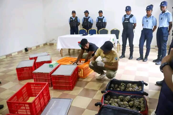 Image à la une de TRAFIC – Des bébés tortues  Radiata interceptés