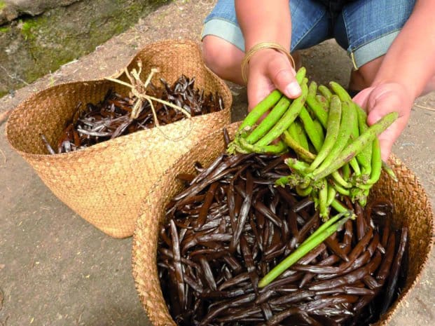 Image à la une de Filière vanille – Proposition d’une alliance des pays producteurs 