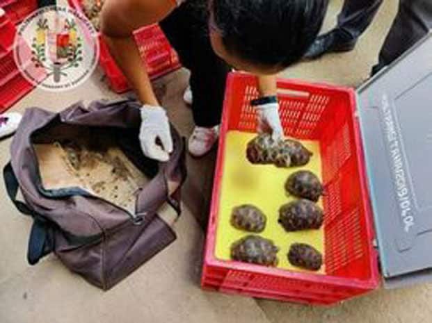 Image à la une de Tortues endémiques saisies au fasan’ny Karàna  – Le passeur atterrit à Antanimora