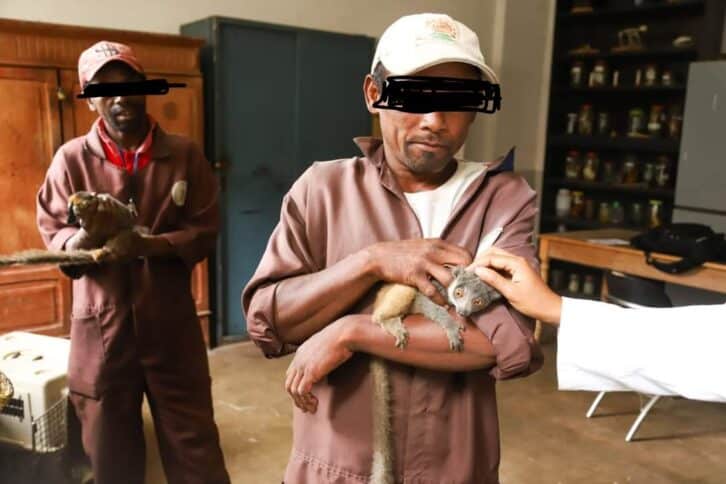 Image à la une de ENVIRONNEMENT –  Arrestation d’un commerçant de lémuriens