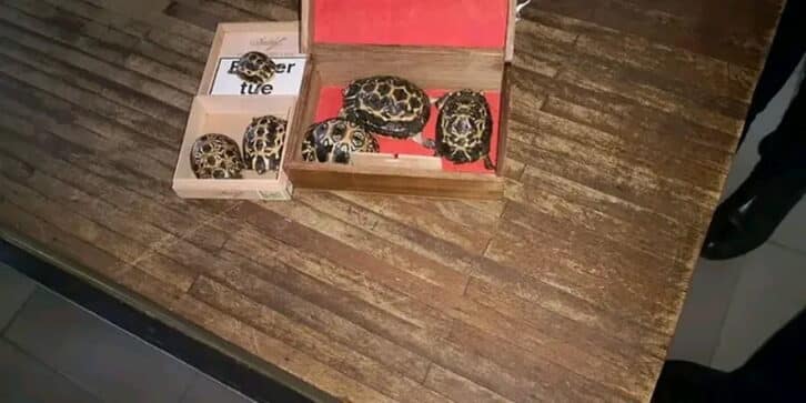 Image à la une de TOLIARA – Six tortues dans les bagages d’un étranger