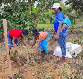Image à la une de TOAMASINA –  Reboisement de jeunes pieds de litchis