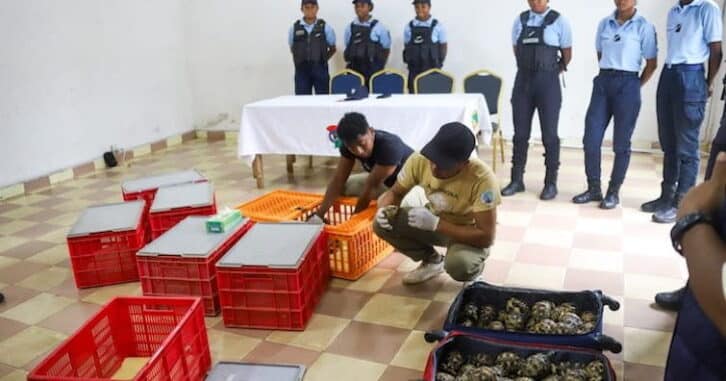 Image à la une de Trafic : 147 tortues radiées saisies à Soavimasoandro