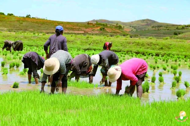 Image à la une de Secteur agricole - Les accès aux marchés demeurent restreints