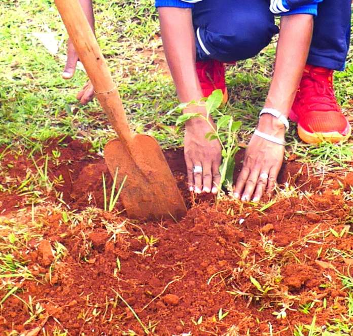 Image à la une de Reboisement par les groupes de particuliers : Le suivi des plants mis en terre reste un défi