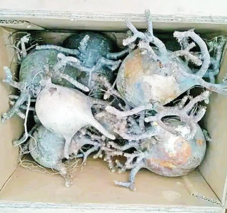 Image à la une de SAKARAHA – Un millier de baobabs nains interceptés