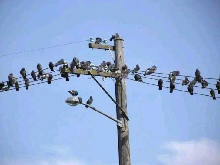 Image à la une de ENVIRONNEMENT –  Les oiseaux vivant en milieu urbain diminuent