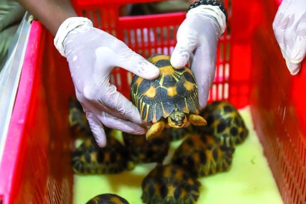 Image à la une de Préservation de la vie sauvage – Mettre à profit les innovations numériques