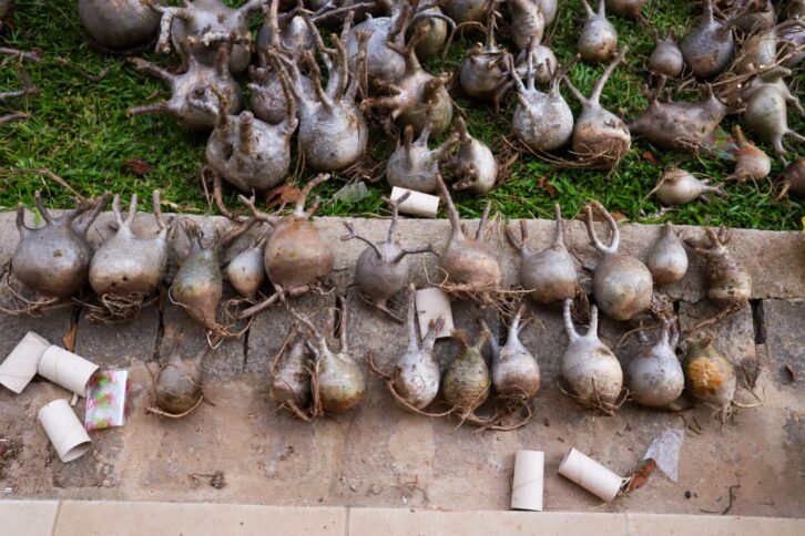 Image à la une de ENVIRONNEMENT – Six individus dont un ressortissant chinois arrêtés pour suspicion de trafic de “jabihy”
