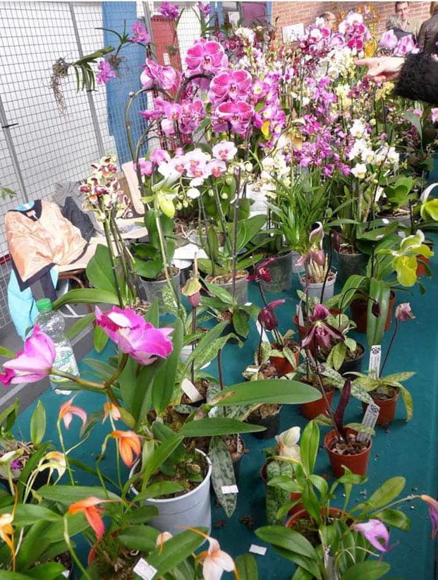 Image à la une de Vols de plantes rares – Des millions d’ariary de pertes pour les fleuristes