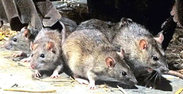 Image à la une de Essai clinique sur la peste bubonique : 200 cas confirmés ou probables recrutés
