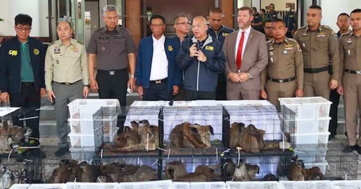 Image à la une de Trafic : 48 lémuriens et 1076 tortues étoilées saisis en Thaïlande