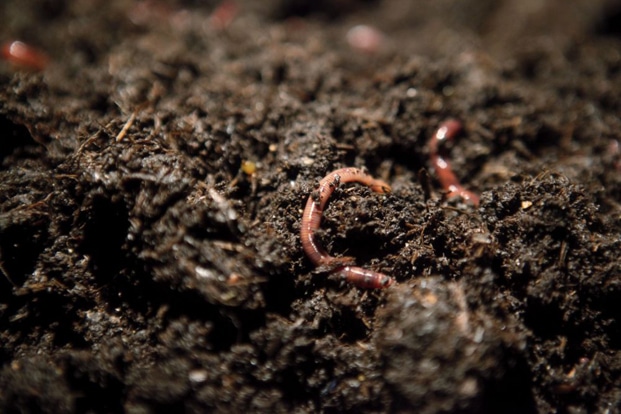 Image à la une de Sécurité alimentaire – Vers de terre et lombricompost font leurs preuves