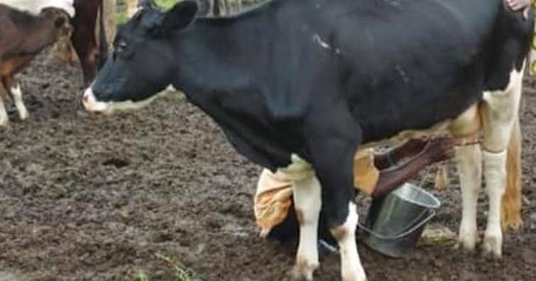 Image à la une de Pourquoi les producteurs de lait de Vakinankaratra sont-ils en crise ?