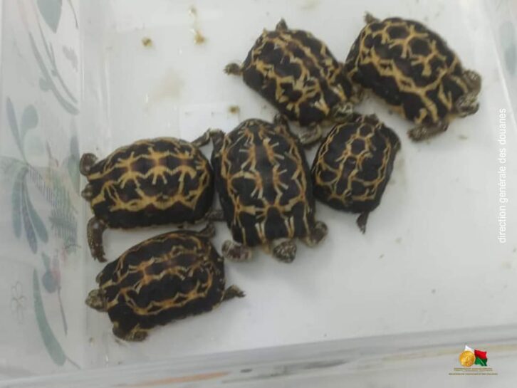 Image à la une de TRAFIC ILLICITE – Un étranger interpellé à l’aéroport d’Ivato avec des espèces animales protégées
