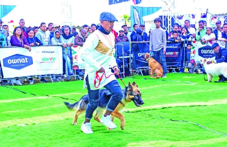 Image à la une de MADA DOG SHOW 2024 – Les chiens de race mis en avant