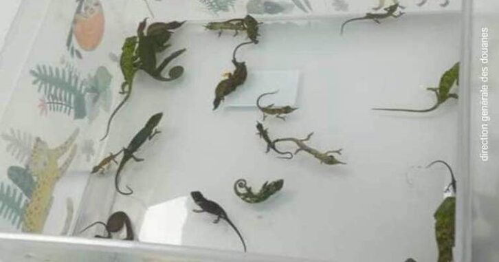 Image à la une de Tentative d’exportation illicite d’espèces protégées déjouée