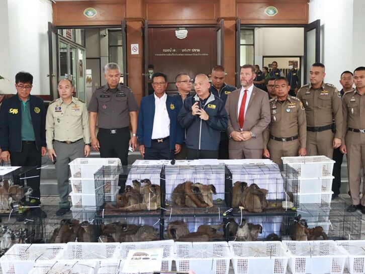 Image à la une de TRAFIC – La valeur des lémuriens et tortues saisis en Thaïlande estimée à 3 millions de dollars