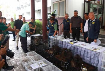 Image à la une de ANIMAUX ENDÉMIQUES SAISIS EN THAÏLANDE – Un réseau transnational opère à Madagascar