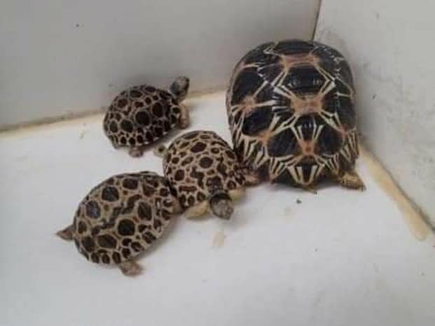 Image à la une de Sabotsy- Namehana  – 342 bébés tortues abandonnées