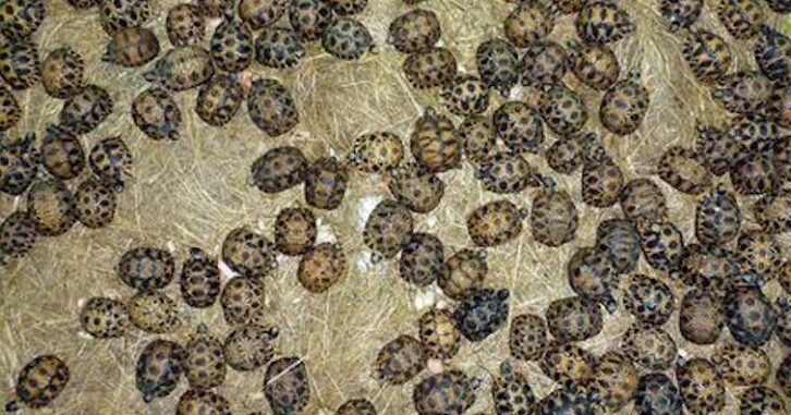 Image à la une de Plus de 300 tortues retrouvées ce week-end à Sabotsy Namehana