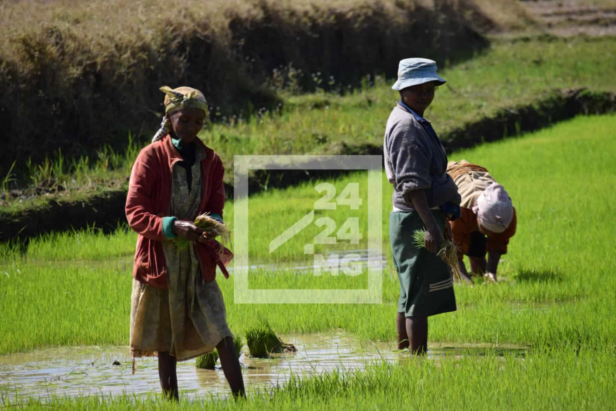 Image à la une de Quelles sont les stratégies de Madagascar pour augmenter sa production de riz en 2024 ?