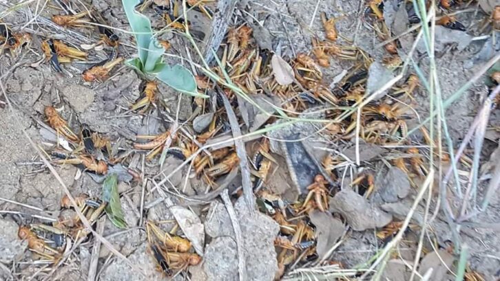Image à la une de INVASION ACRIDIENNE – Plus de 11.000 ha de zone infestée de criquets traitée dans le Menabe